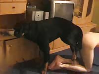 K9 knot tumblr with horny bitch