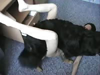 Petite brunette got pounded by dog xxx