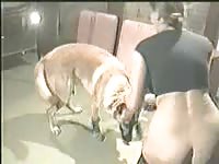 Brown dog fucking a big ass beastie gal