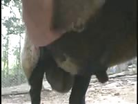 Amateur animal sex in a forest