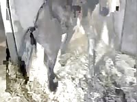 Horse waiting for a hole to fuck in a stable beastiality xxx
