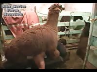 Big farm animal destroying a beastiality lover's hole
