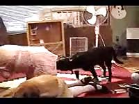 K9 dog sex with sexy nurse