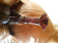 Big horse dick in zoophilia xxx videos.