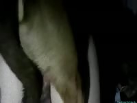 Busty slut spreads her legs to have sex with a dog xxx