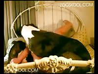 Dog licks a tight pussy amateur beastiality