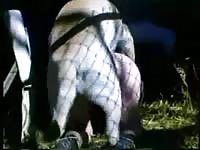 Dog xxx fucking a bitch in the middle of the night