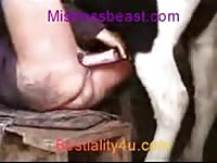 Big horse dick got used as an animal sex toy