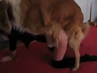 Furry dog xxx with his owner on the floor