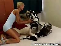 Huge dalmatian enjoying a shaved zoopussy