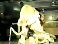 Amateur animal sex with brown dog