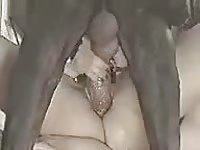 Big dog dick dug deep in a tight pussy