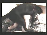 Lovely brunette enjoying a big dog dick