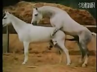 Horse sex got caught on camera