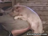 Pig porn animal sex fun with gay 
