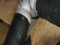 Big horse dick penetrating a whore's pussy