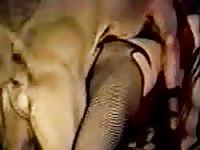Animal sex movies with a big ass slut