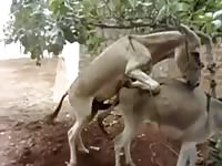 Beastiality taboo of two animals
