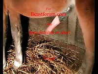 Jerking off a huge horse dick
