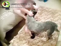 Animal xxx video fucking on a flooor