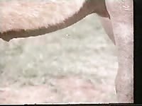 Owner got fucked in cartoon beastiality porn