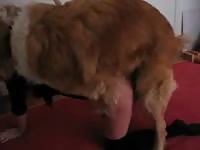 Animal sex fun with a hot chick on the bed