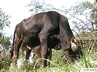Huge black animal waiting for a hole to fuck beastiality