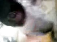Wet pussy licked by a dog xxx