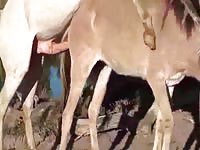 Man fantasizing on fucking a nude horse