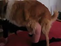Sexy horny girl rides dog's dick
