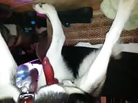 Big dog cock as an animal dildo