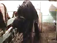 Tight hole got destroyed by a big horse dick