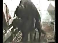 Huge animal sex with a farm caretaker