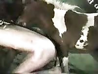 Nude horse sucking a man's dick