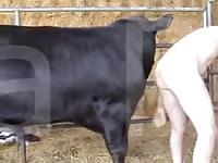 Bull animal sex with gay