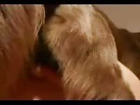 Furry pet porn of masturbating a dog