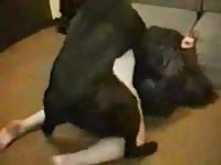 K9 sex with a sexy naked bitch