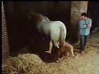 Gay beastiality porn horse anal sex