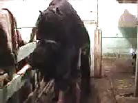 Hardcore animal porn with horse