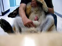 Man force beastiality a dog