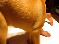 Tight pussy got banged on dog porno