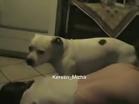 White dog got offered a zoopussy