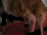 Whore's holes got smashed on dog animal sex