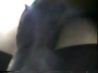 Black dog force beastiality sex in the office