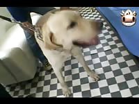 Asian beastiality threesome with dog