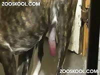 Zooskool Kerstin Dane Day - Two lesbian beastiality lovers dog porno