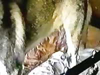 Hot chick with hairy pussy on beastiality dog sex