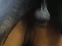 Beastiality compilation dogs banging girls