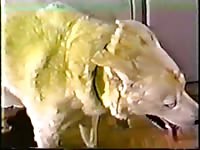 Beastiality porn film with a sexy babe
