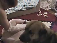 Lesbian whores have animal sex fun